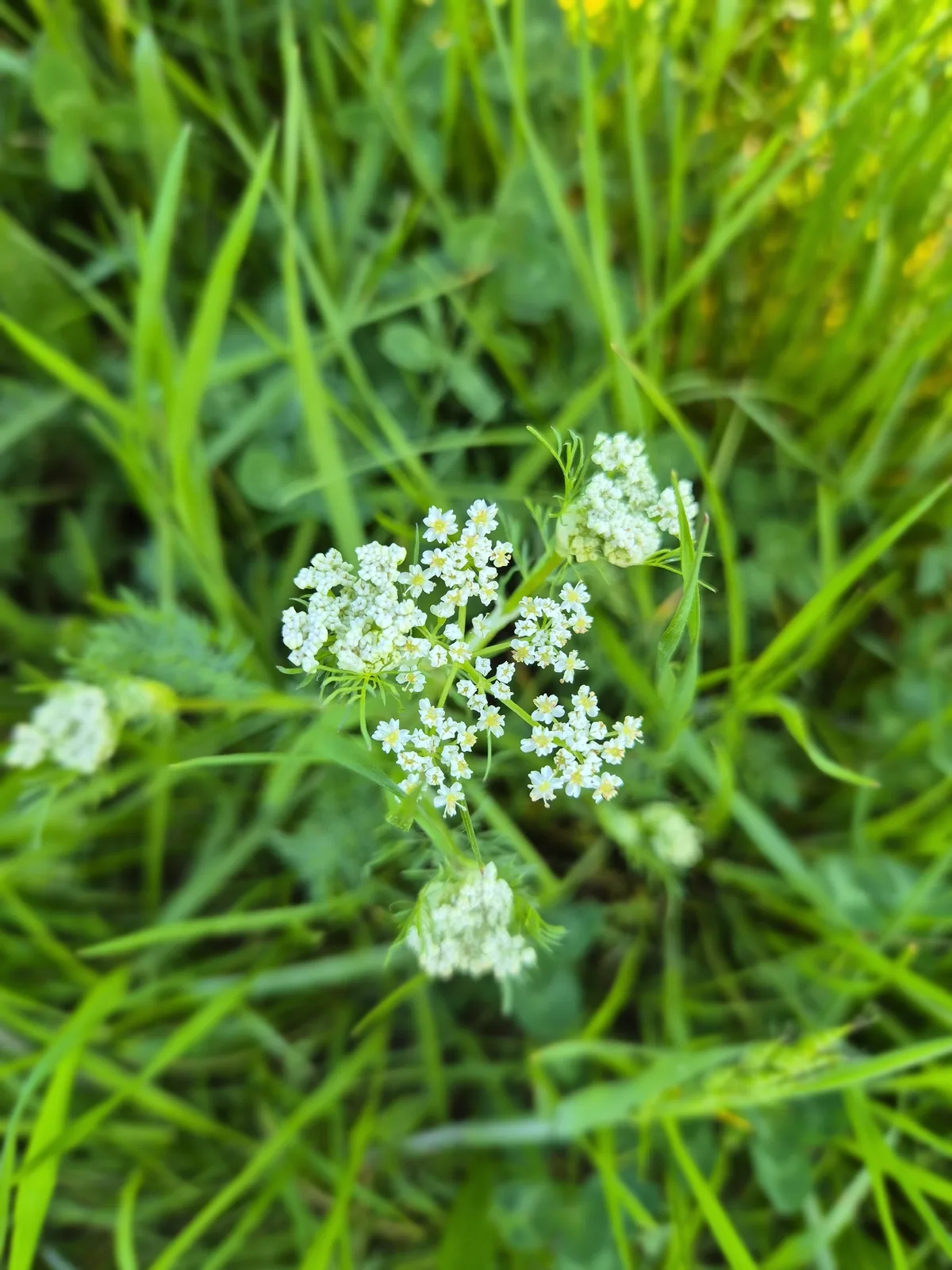 caraway (Carum carvi), photograph