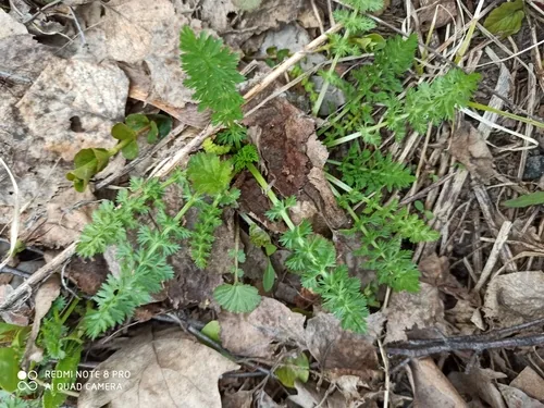 caraway (Carum carvi), photograph