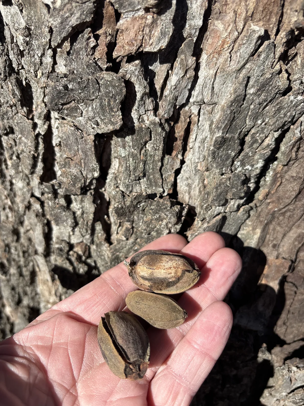 pecan (Carya illinoinensis), photograph