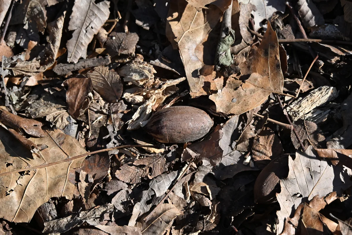 pecan (Carya illinoinensis), photograph