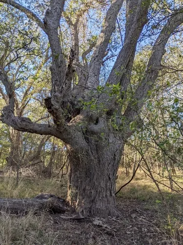 pecan (Carya illinoinensis), photograph