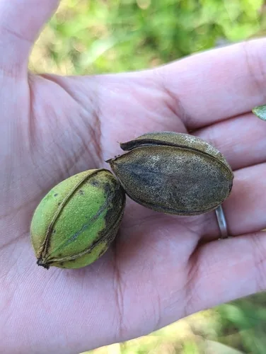 Photo: no rights reserved · cc0 · via iNaturalist pecan (Carya illinoinensis), photograph