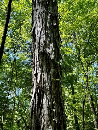Hickory (Carya ovata), photograph