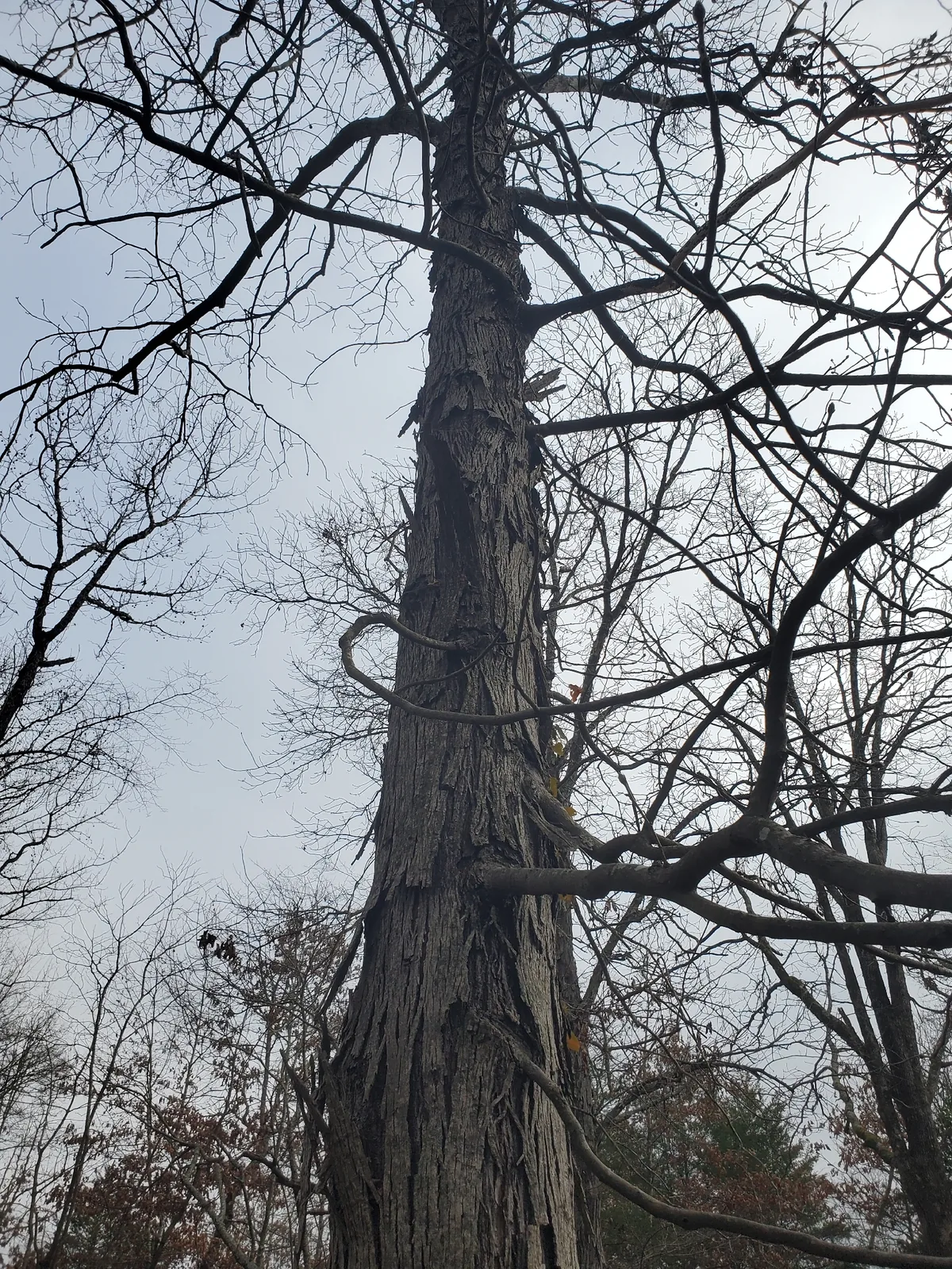 Hickory (Carya ovata), photograph