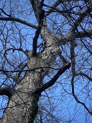 Hickory (Carya ovata), photograph