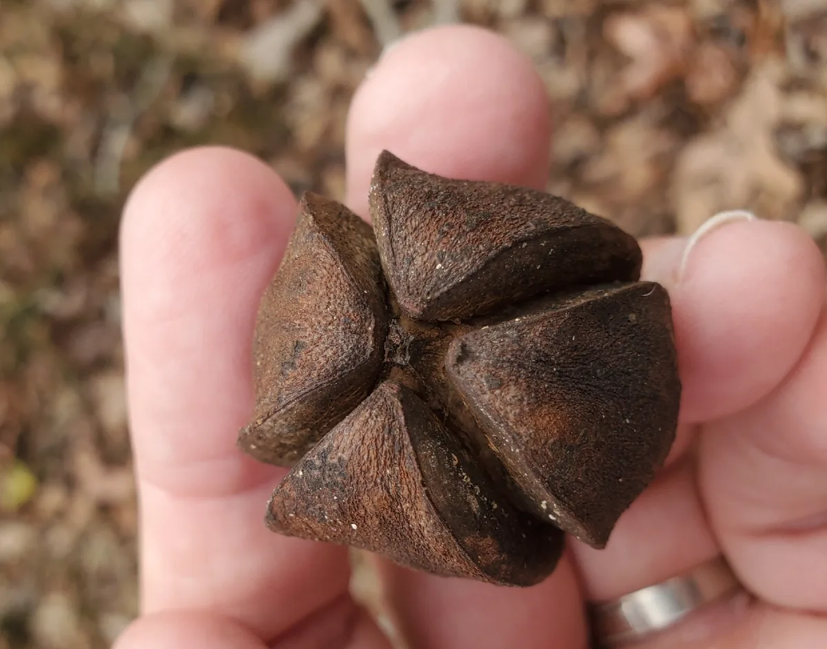 Hickory (Carya ovata), photograph