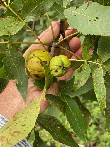 Photo: (c) Tom Scavo, some rights reserved · CC BY · via iNaturalist hickory (Carya ovata), photograph