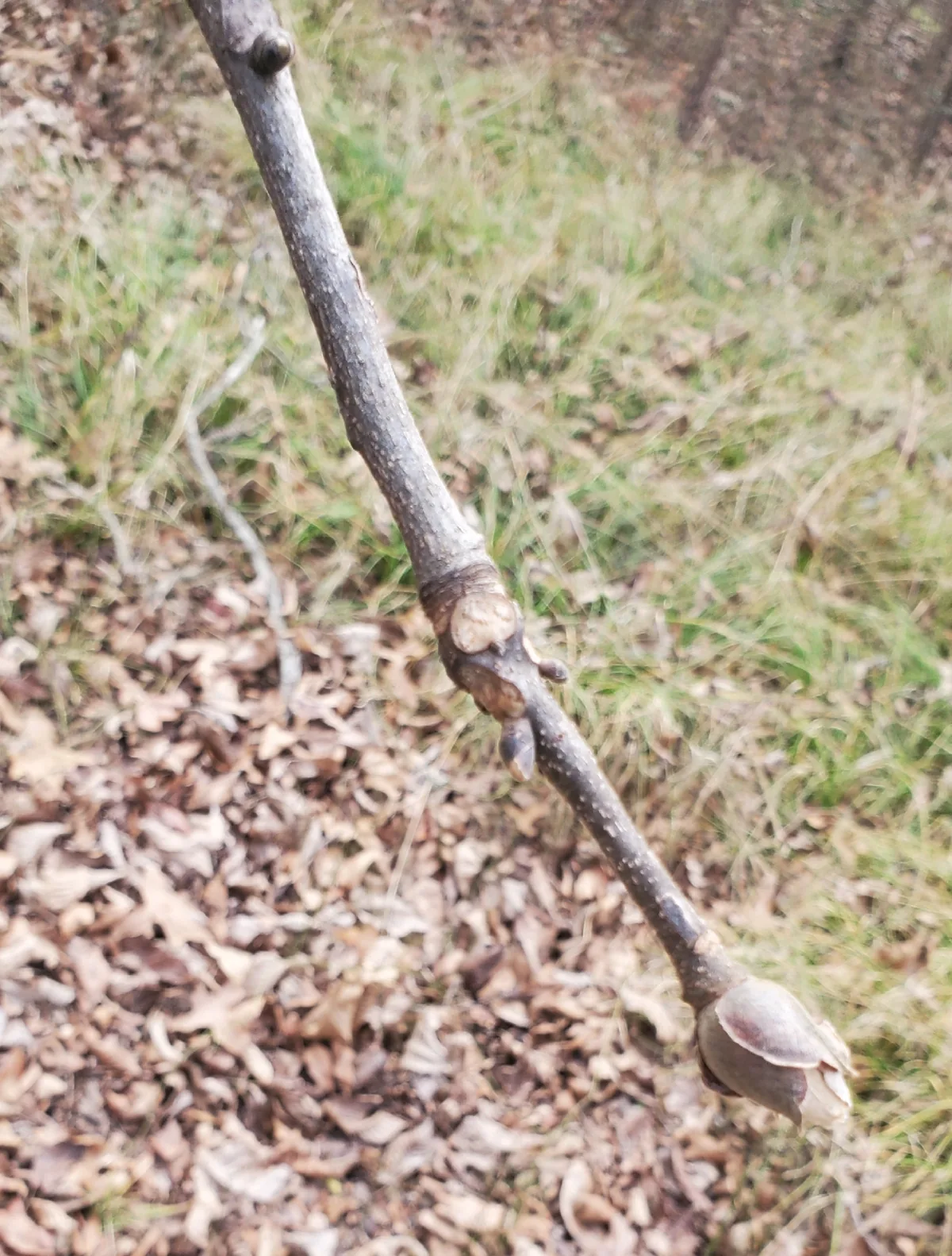 Hickory (Carya ovata), photograph