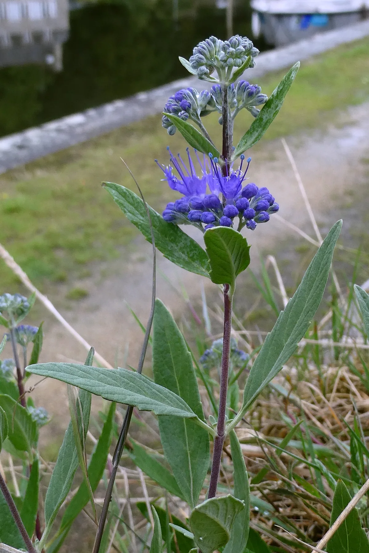 bluebeard (Caryopteris x clandonensis), photograph