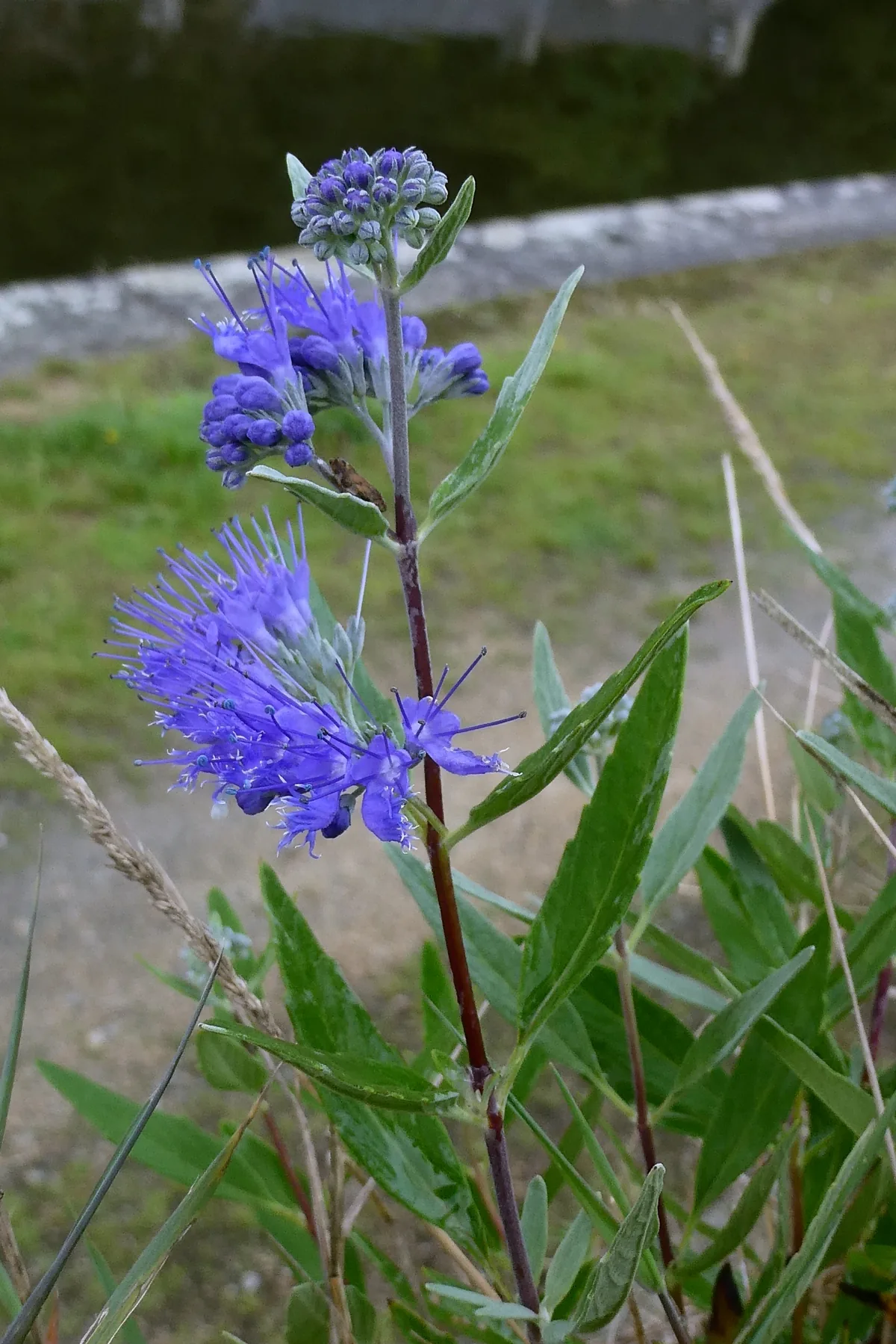 Photo: Patrick Le Mao, via iNaturalist · CC0 · via GBIF bluebeard (Caryopteris x clandonensis), photograph