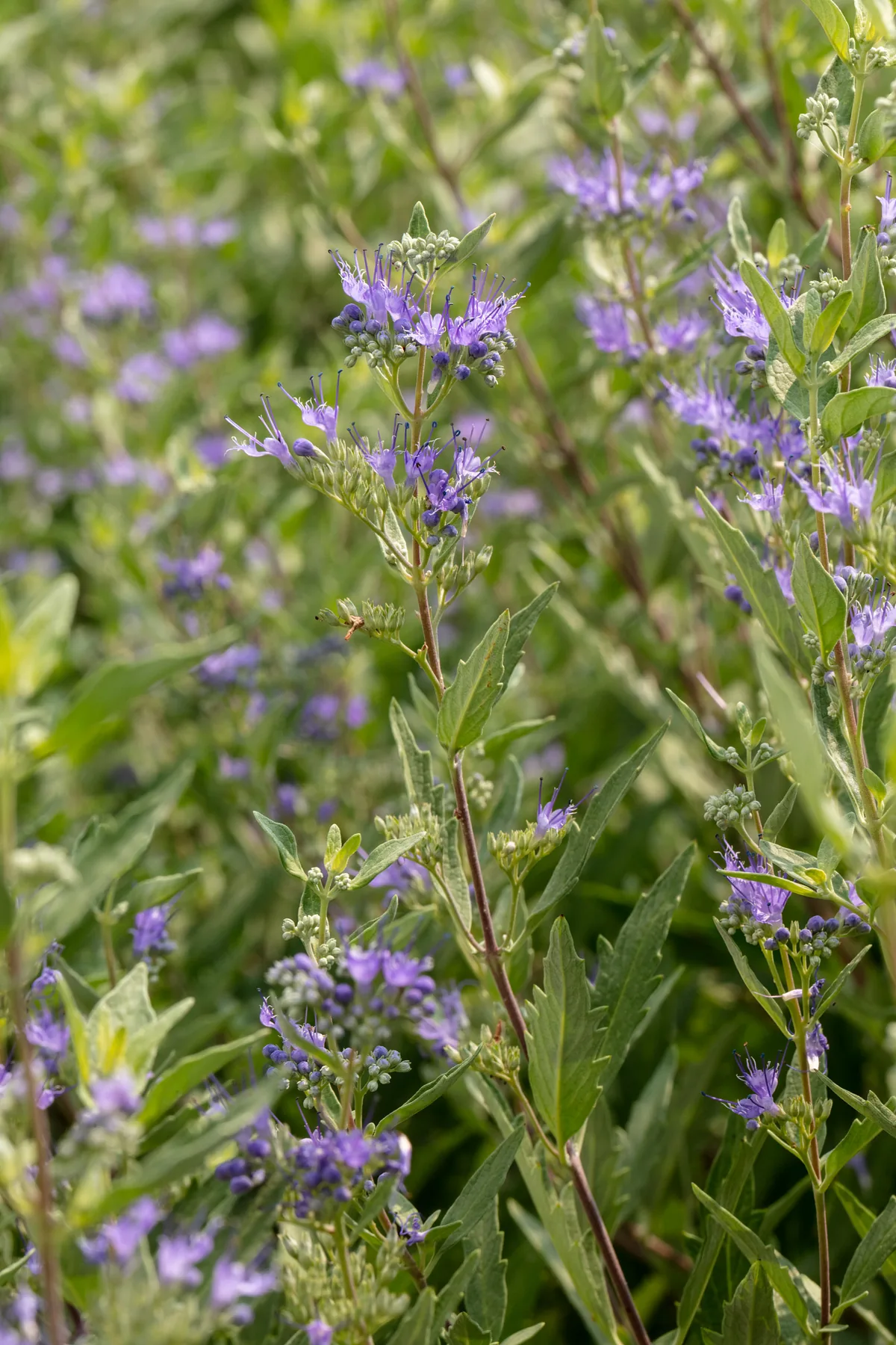 bluebeard (Caryopteris x clandonensis), botanical illustration