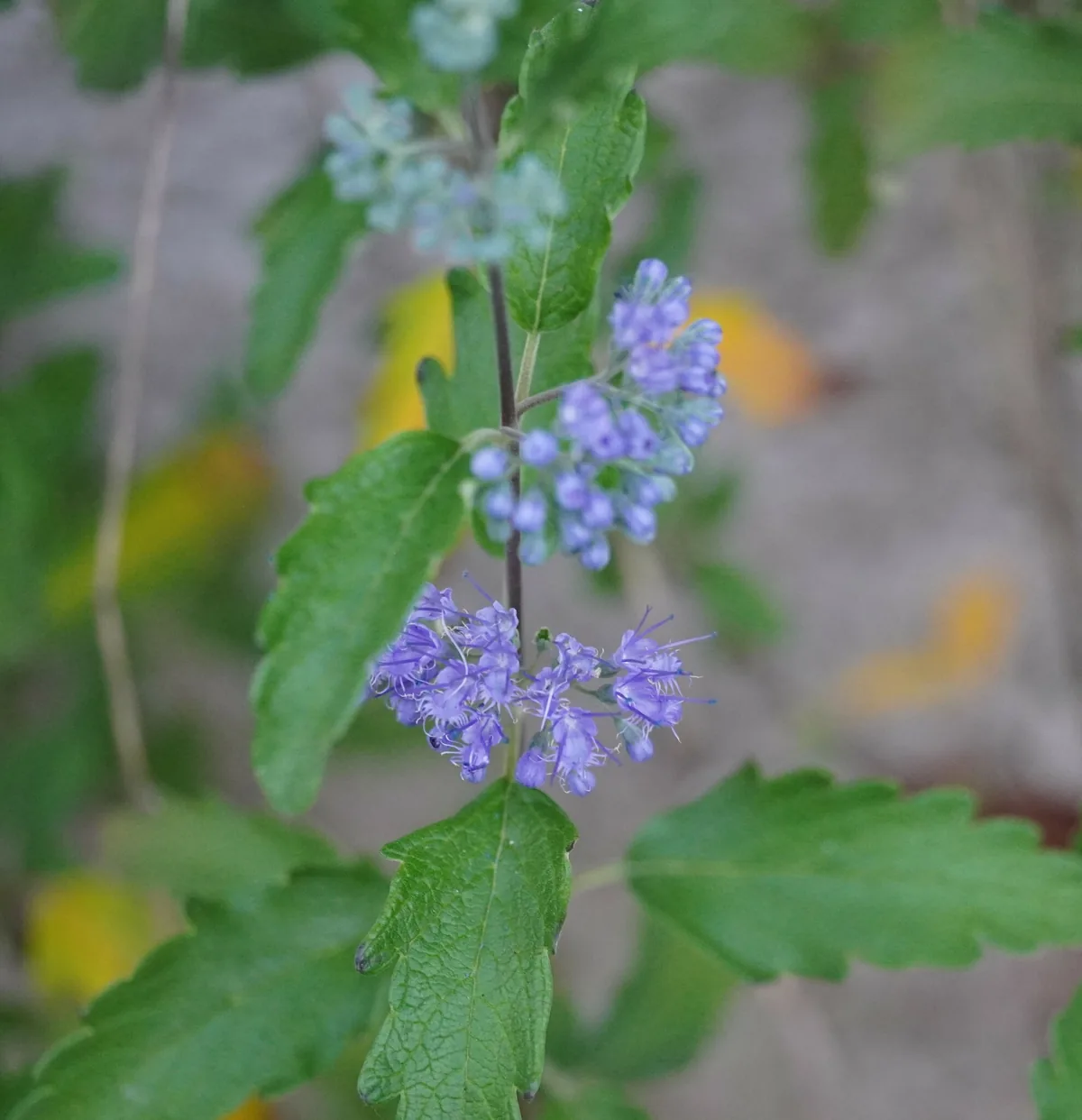 bluebeard (Caryopteris x clandonensis), photograph