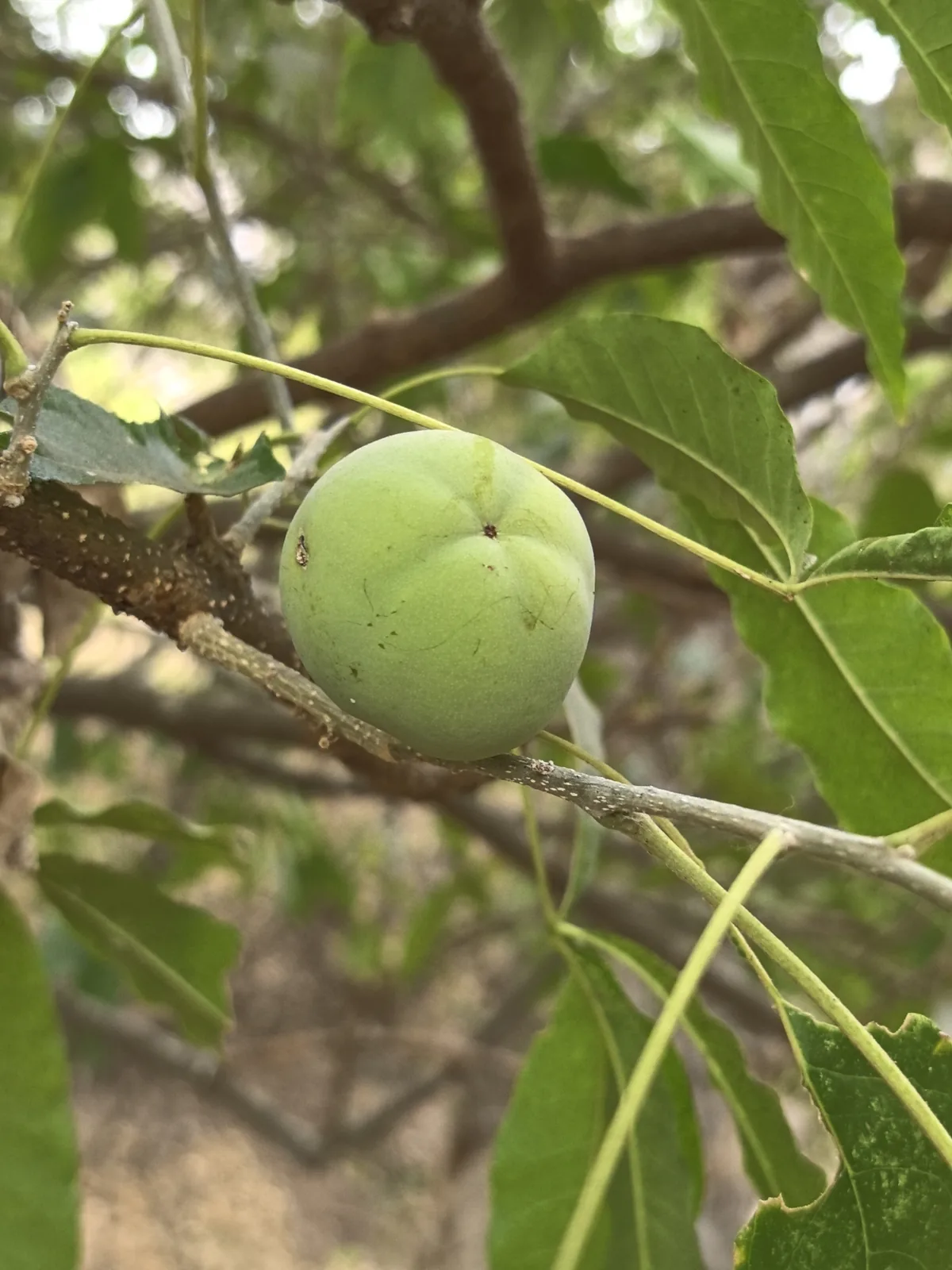 Photo: Sinaloa Silvestre, via iNaturalist · CC0 · via GBIF casimiroa (Casimiroa edulis), photograph