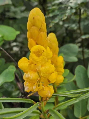 candle bush (Cassia alata), photograph