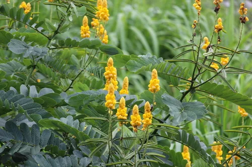 Photo: (c) Ricard Busquets Reverte, some rights reserved · CC BY · via iNaturalist candle bush (Cassia alata), photograph
