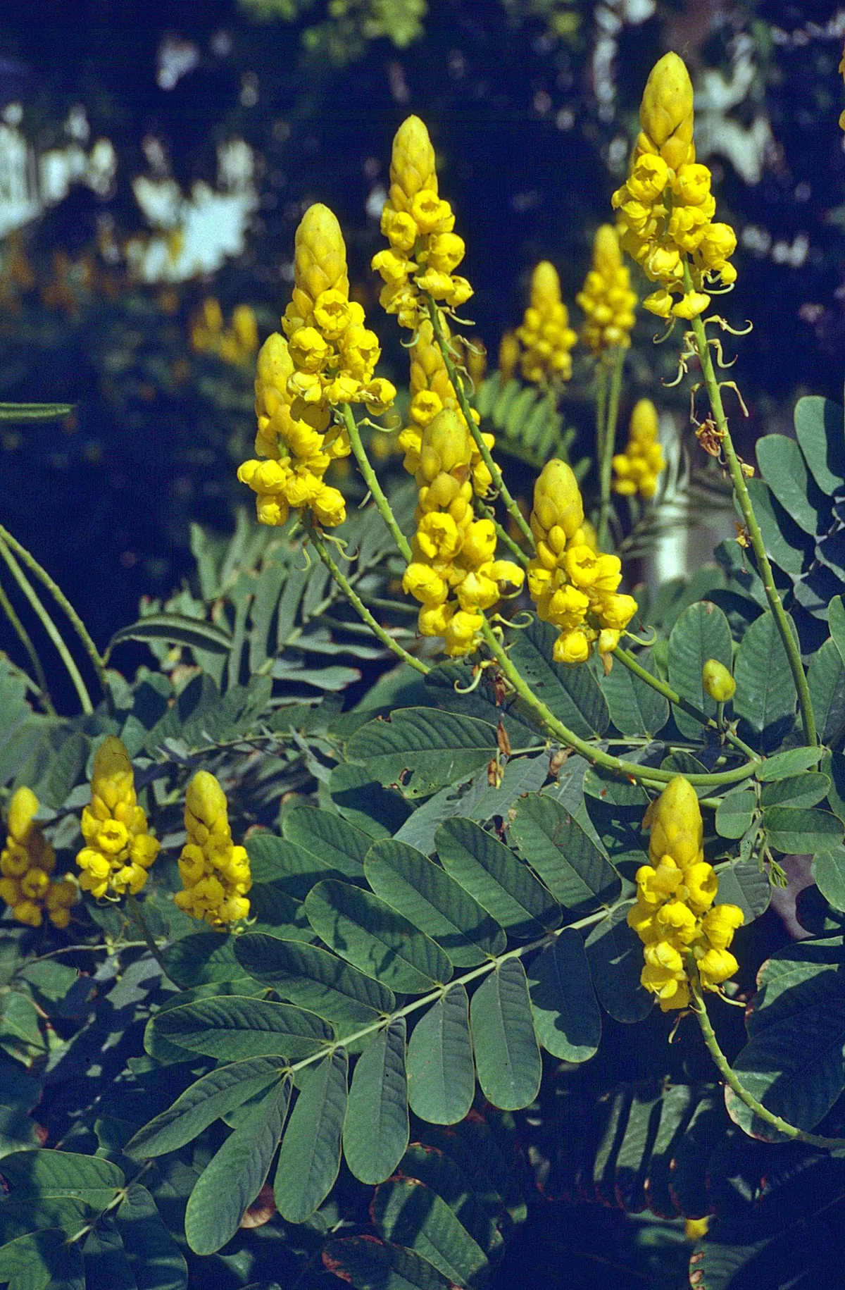 candle bush (Cassia alata), photograph