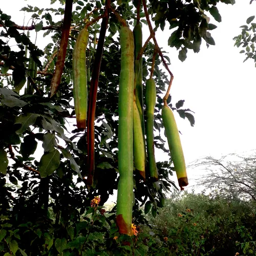 Photo: (c) Tarun Meena, some rights reserved · CC BY · via iNaturalist golden shower (Cassia fistula), photograph
