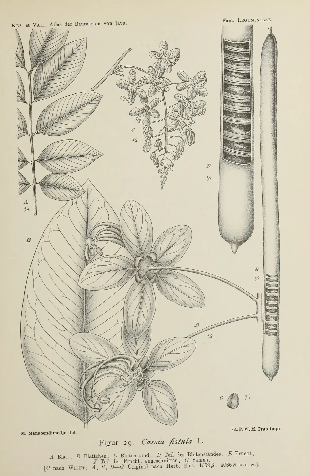 golden shower (Cassia fistula), botanical illustration