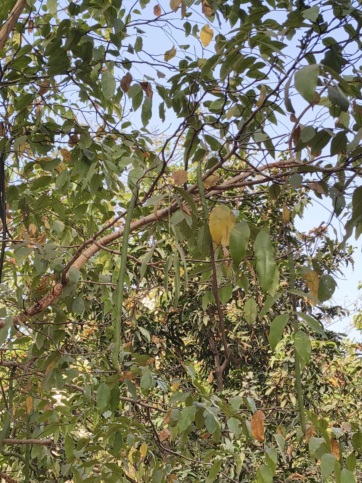 golden shower (Cassia fistula), photograph