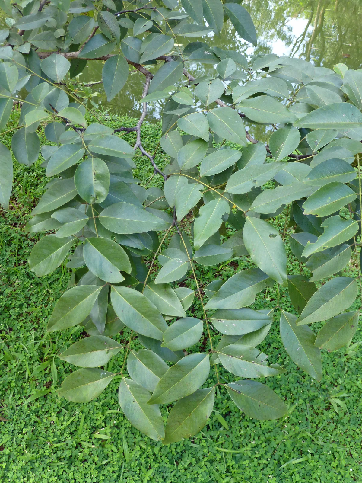 golden shower (Cassia fistula), photograph
