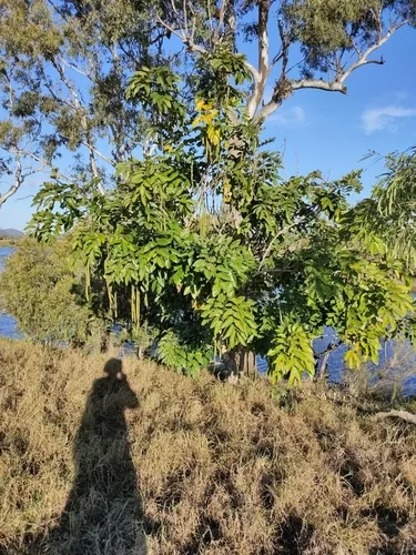 golden shower (Cassia fistula), photograph