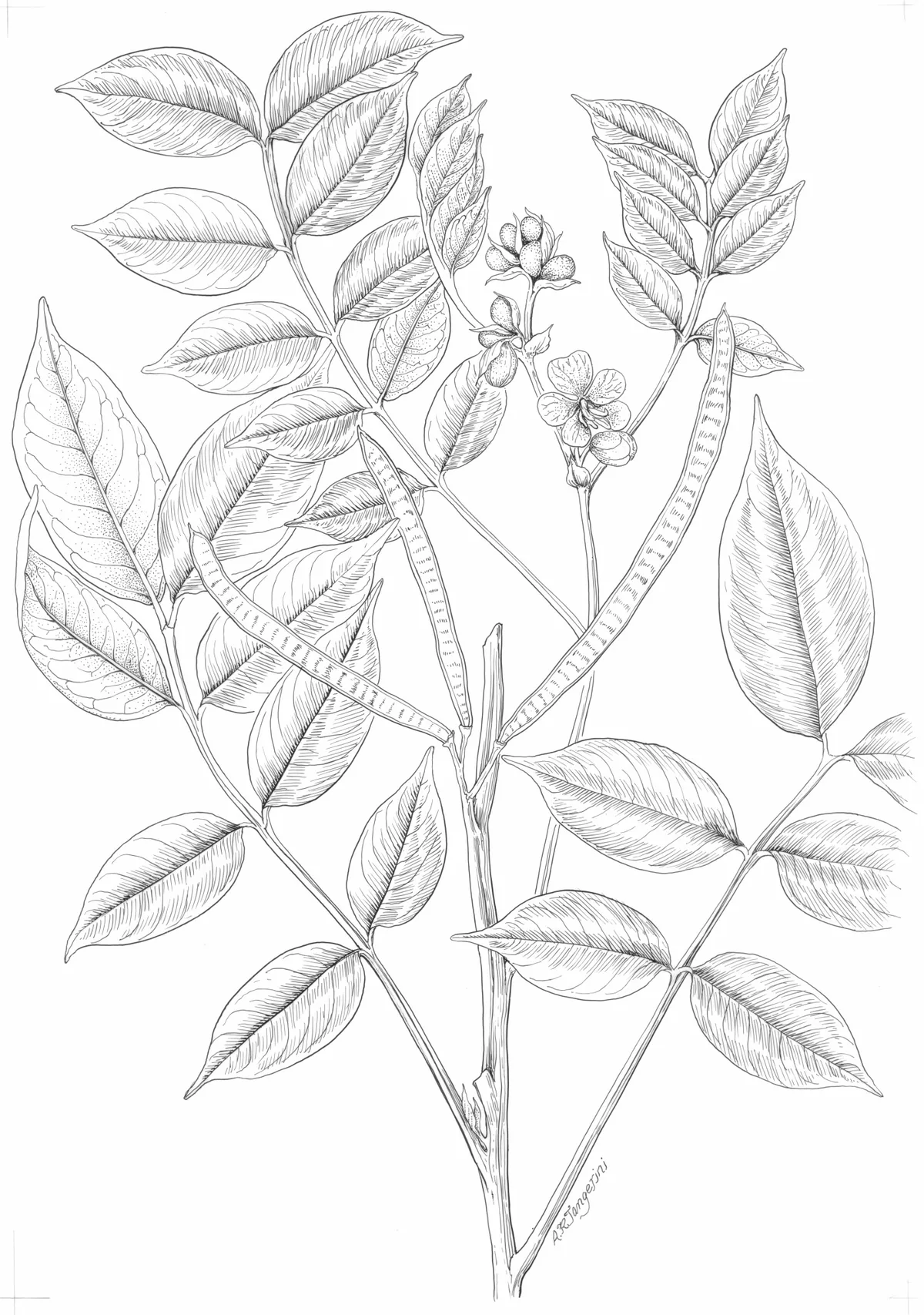 Coffee Senna (Cassia occidentalis), photograph