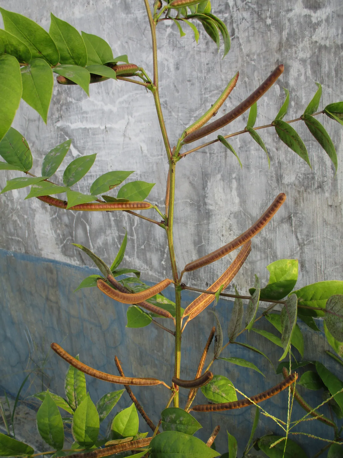 Photo: David E Mead, , via Wikimedia Commons · CC0 · via Wikimedia Commons coffee senna (Cassia occidentalis), photograph