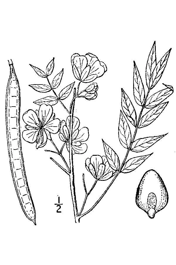 Illustration: Britton, N.L., and A. Brown, Kentucky Native Plant Society · Public Domain (USDA-NRCS PLANTS Database) · via USDA Coffee Senna (Cassia occidentalis), botanical illustration
