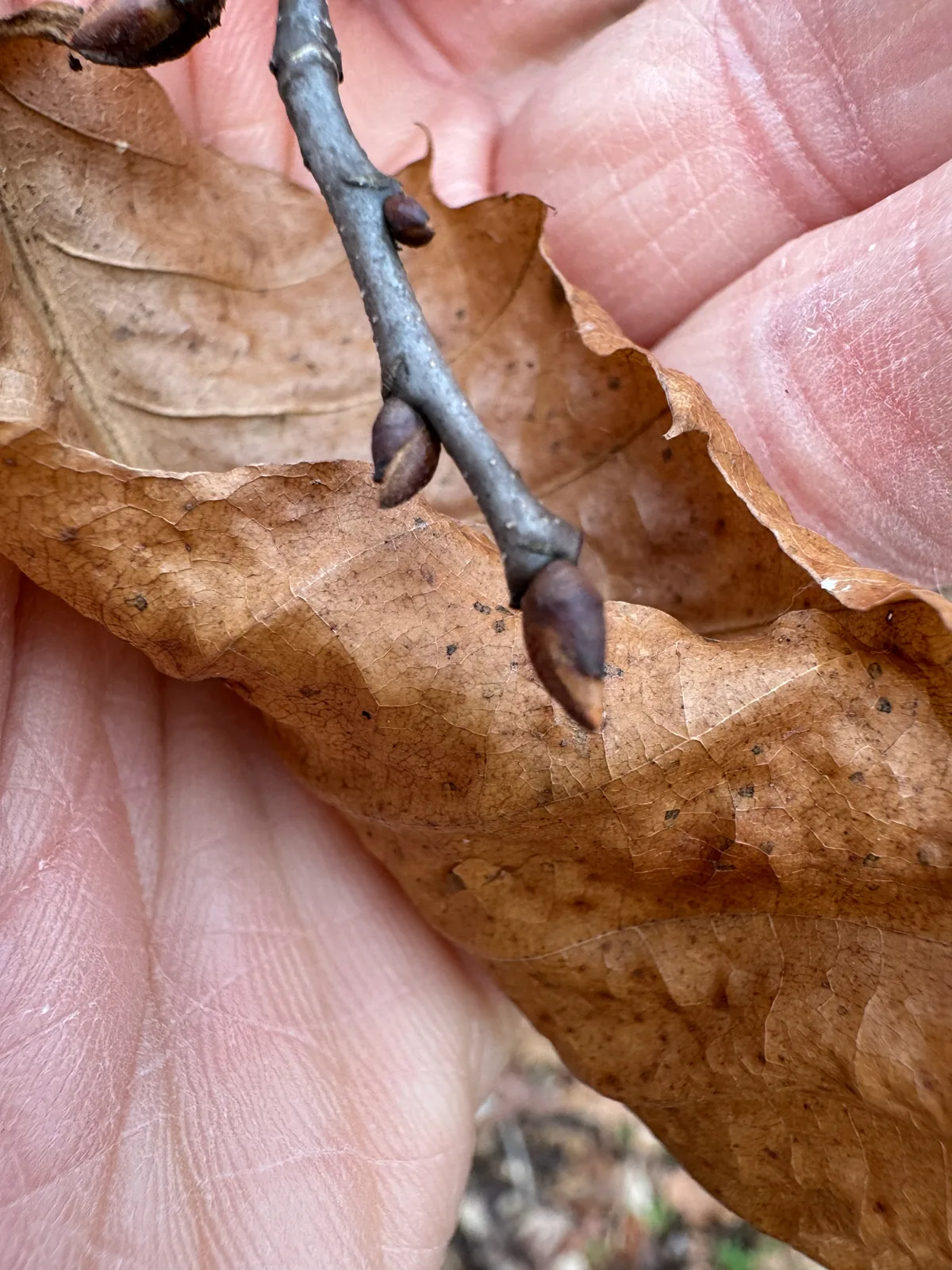 Chestnut (Castanea dentata), photograph