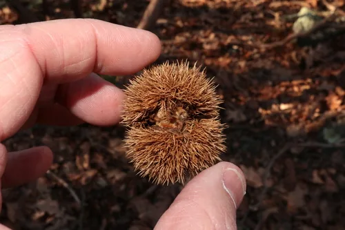Chestnut (Castanea dentata), photograph