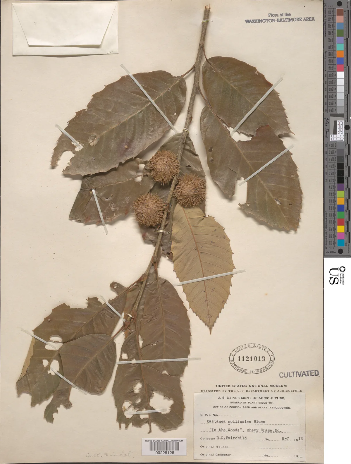 Chinese Chestnut (Castanea mollissima), photograph