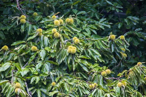 Photo: (c) Melissa McMasters, some rights reserved (CC BY) · cc-by · via iNaturalist Chinese Chestnut (Castanea mollissima), photograph