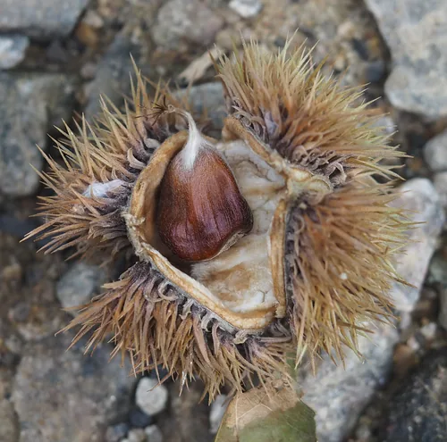 Photo: no rights reserved · CC0 · via iNaturalist Chinese chestnut (Castanea mollissima), photograph