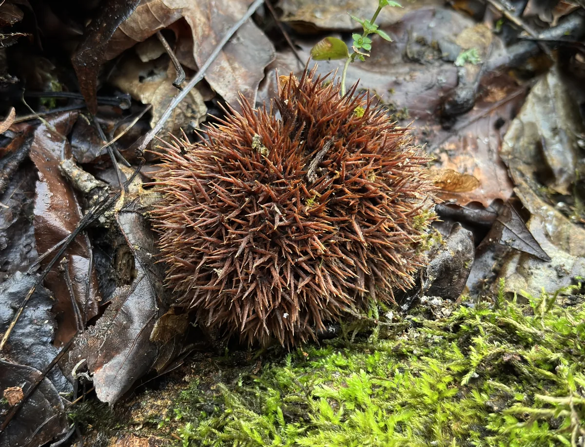 Chinese Chestnut (Castanea mollissima), photograph