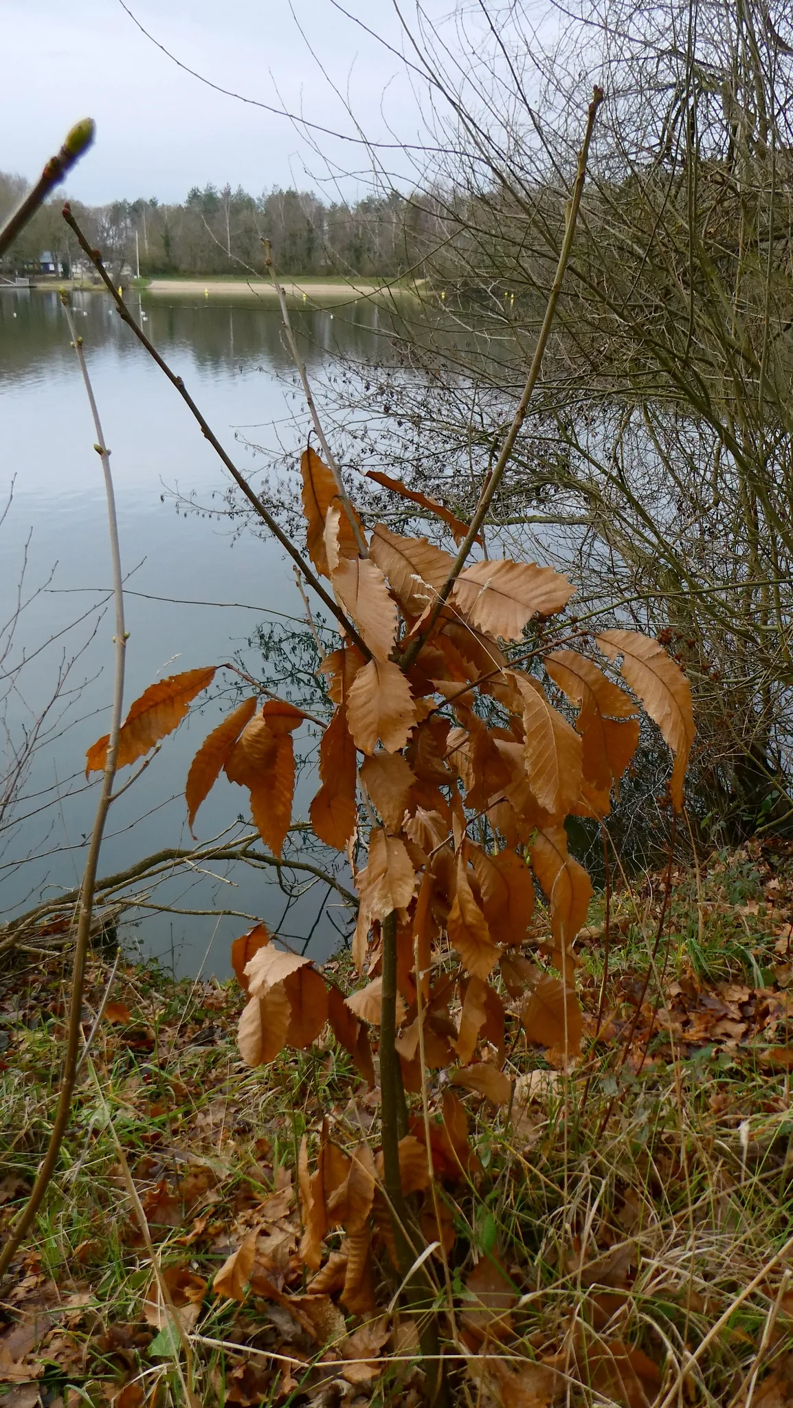 European Chestnut (Castanea sativa), photograph