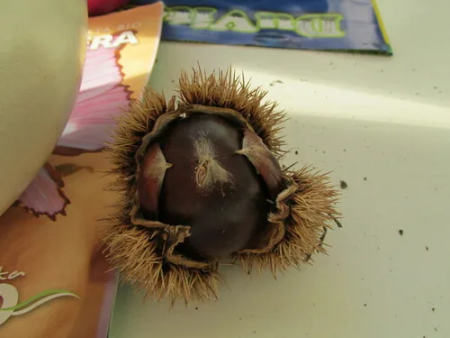 European Chestnut (Castanea sativa), photograph