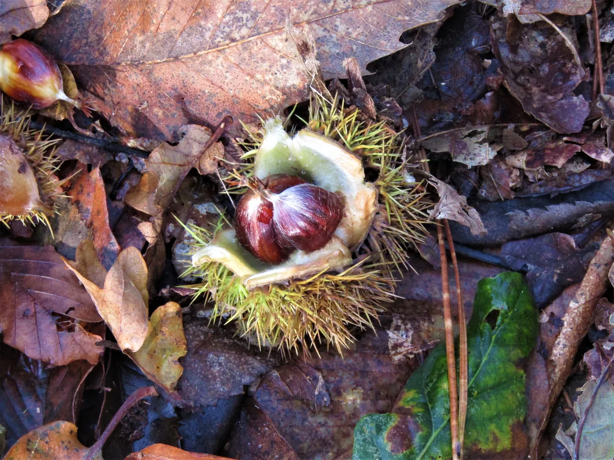 European chestnut (Castanea sativa), photograph