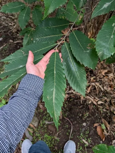European Chestnut (Castanea sativa), photograph