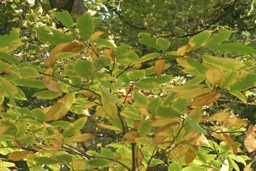 European Chestnut (Castanea sativa), photograph