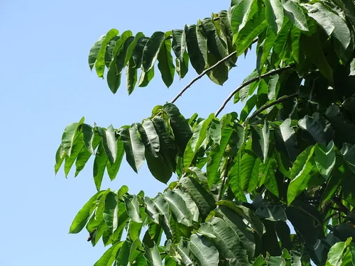 Panama rubber tree (Castilla elastica), photograph