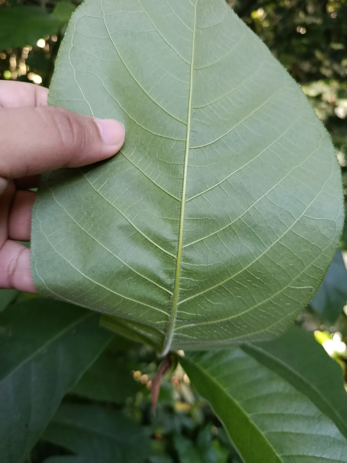 Panama rubber tree (Castilla elastica), photograph