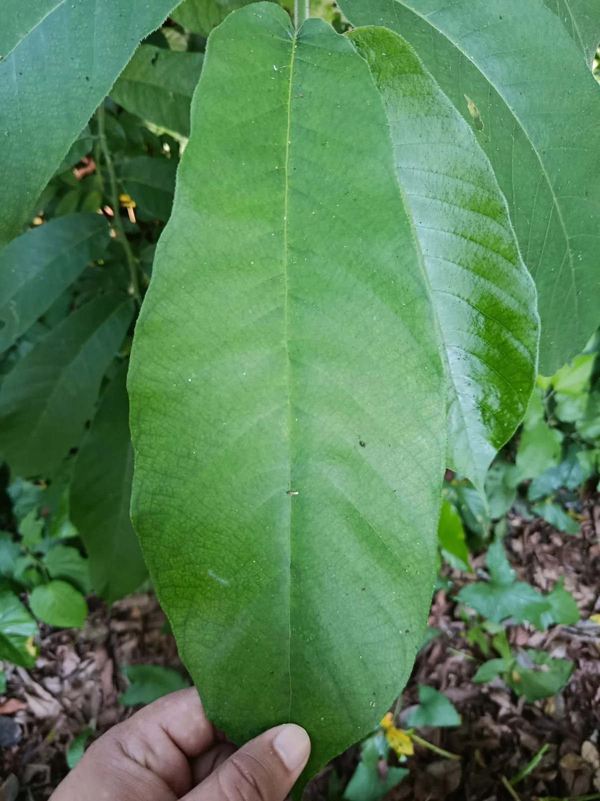 Panama rubber tree (Castilla elastica), photograph