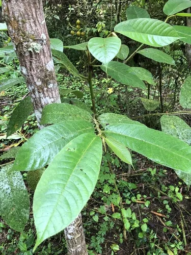 Photo: (c) Skjold Søndergaard, some rights reserved · CC BY · via iNaturalist Panama rubber tree (Castilla elastica), photograph