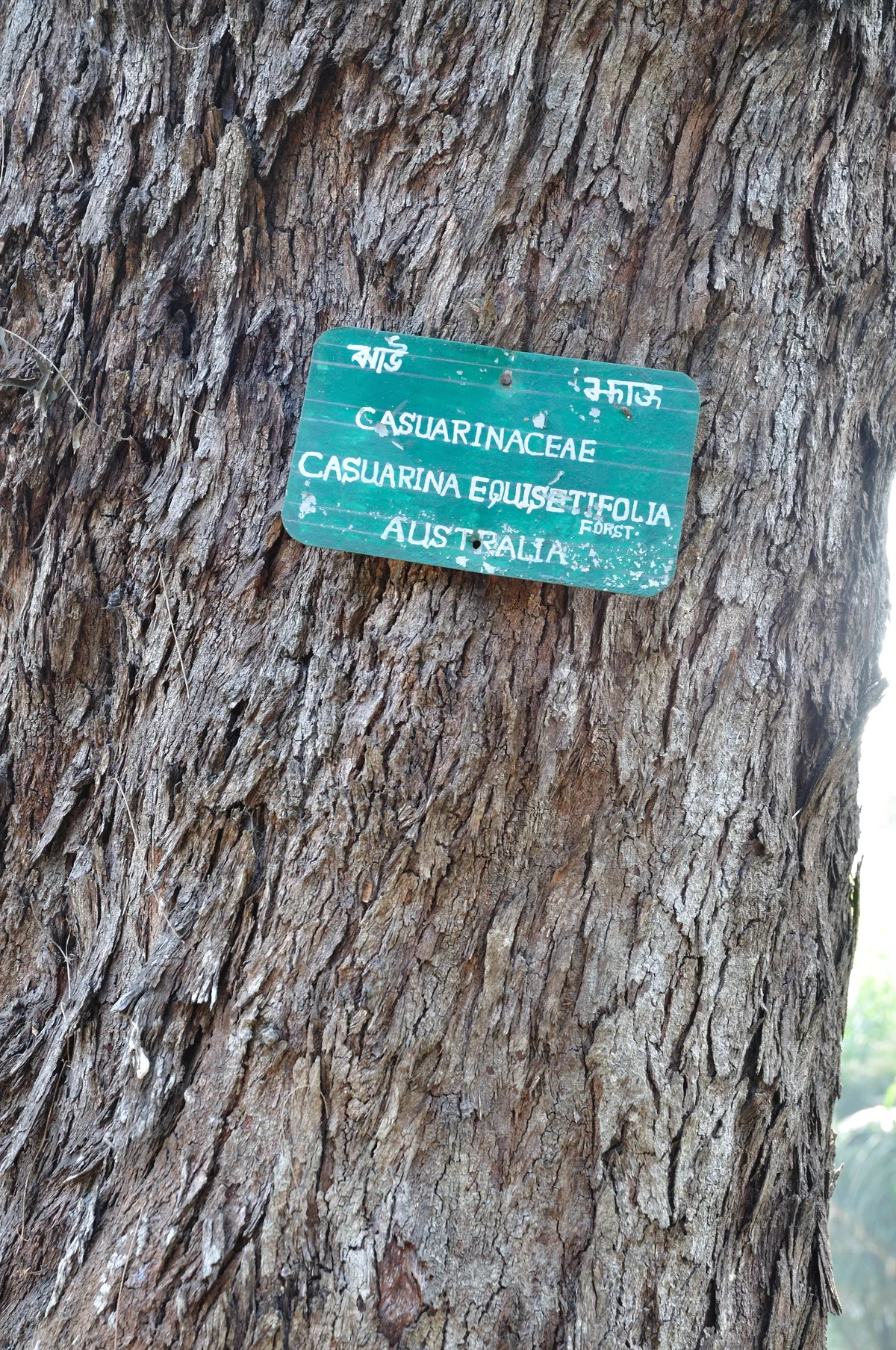 She Oak (Casuarina equisetifolia), photograph
