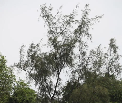 Photo: (c) Steven Bodzin, some rights reserved · CC BY · via iNaturalist she oak (Casuarina equisetifolia), photograph