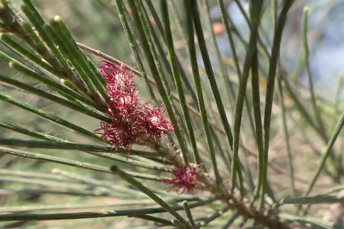 She Oak (Casuarina equisetifolia), photograph