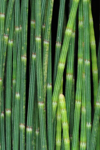 She Oak (Casuarina equisetifolia), photograph