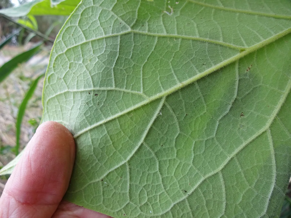Catalpa (Catalpa speciosa), photograph