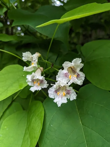 Photo: (c) Skyler Principe, some rights reserved · CC BY · via iNaturalist catalpa (Catalpa speciosa), photograph