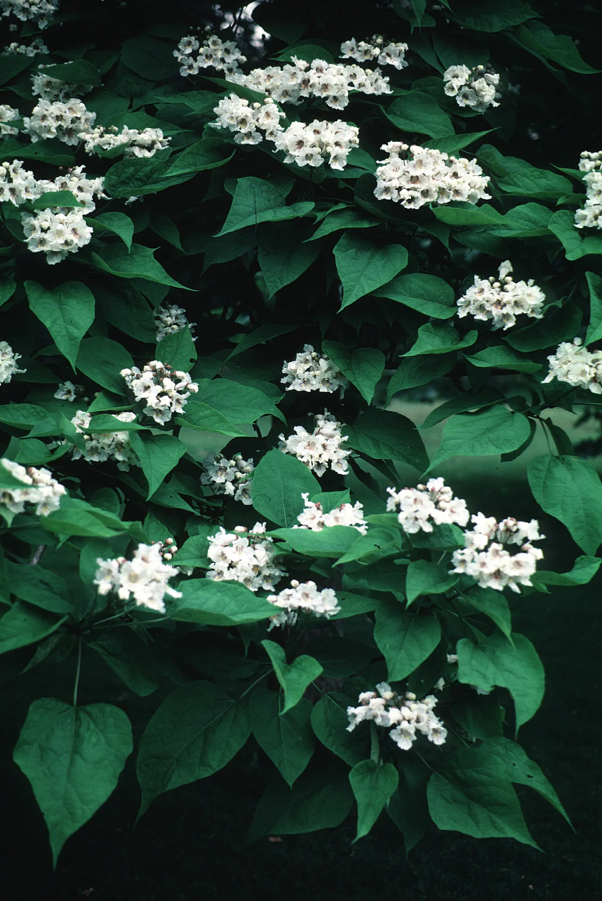 Catalpa (Catalpa speciosa), photograph